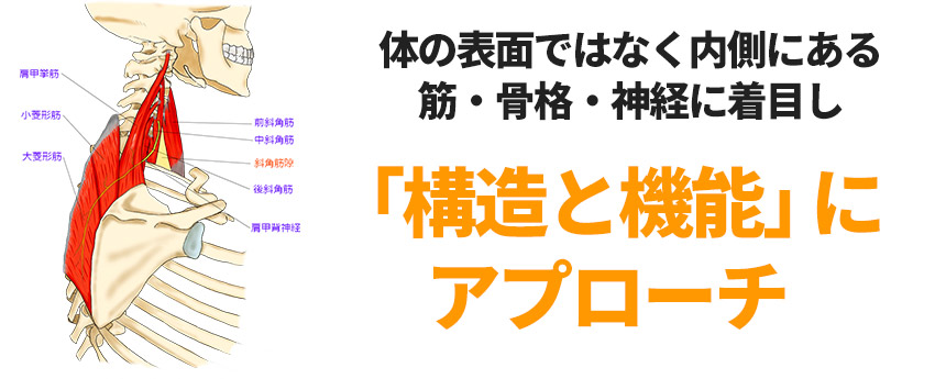 構造と機能にアプローチ